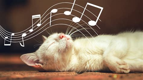 does music calm cats